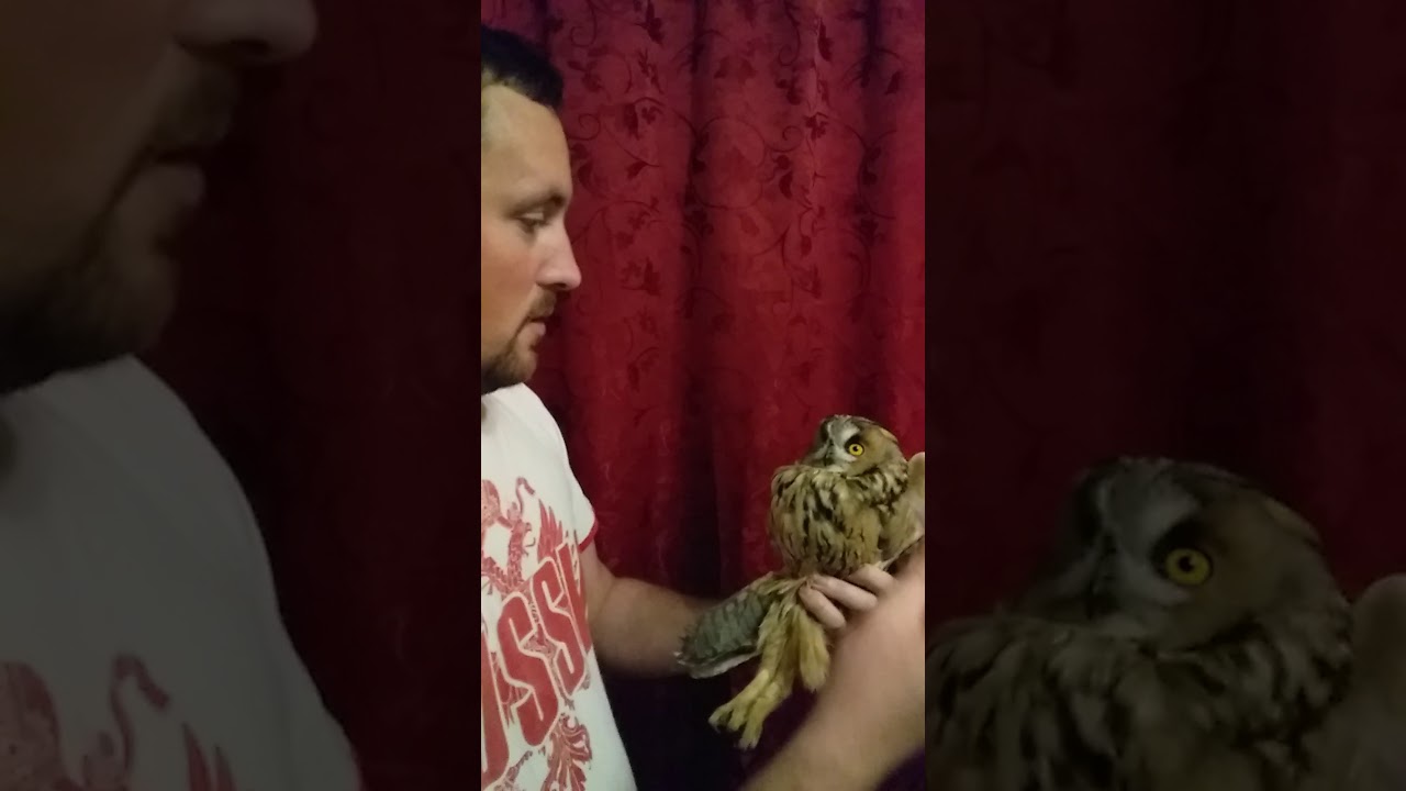 чем кормить дикую ушастую сову. сова на лечении. орнитолог о сове ...