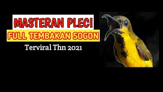 Masteran Pleci Full Tembakan Sogon / Sogok Ontong Terviral 2021