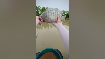 Vlog Trải Nghiệm Câu Cá Bằng Cần Tay Tại Hồ Câu HOÀNG HẢI NHÀ BÈ - Tính Vĩnh Long Vlog