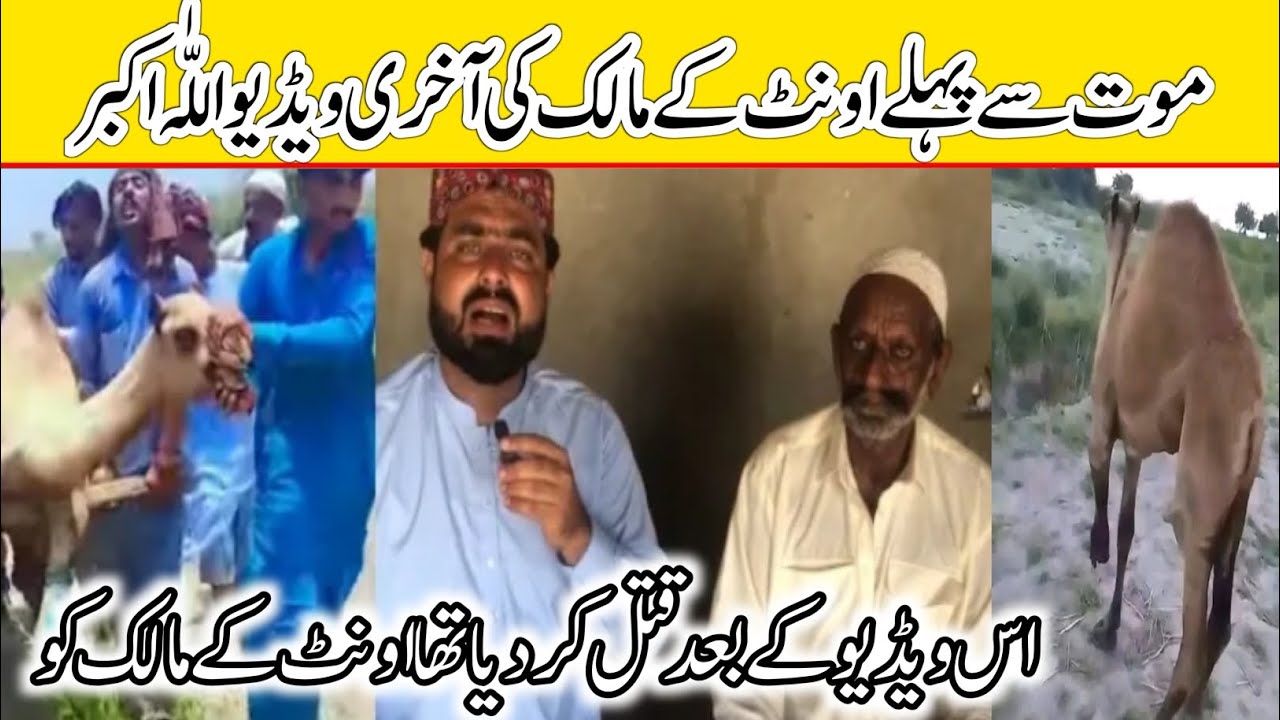 Oont ke malik ka qatal kardya😭💔😭 | Camel leg cut viral video | Camel