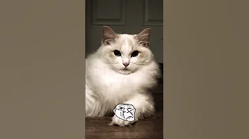 My Cat Is A Savage 
