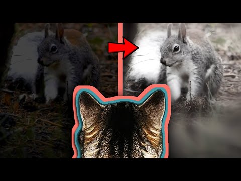 Video: ¿Pueden los gatitos ver en la oscuridad?