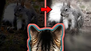 Cómo Ven De Noche Los Gatos? La Gatería Tv