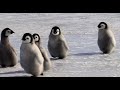 Cute emperor penguin babies 