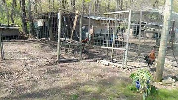 Qaib Laj Qaib Hmoob Loj Lawm De Nyom Pub Txhua Vij