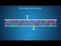 CTRL+V для ДНК: рестрикция и лигирование. Курс "ГМО: технологии создания и применение"