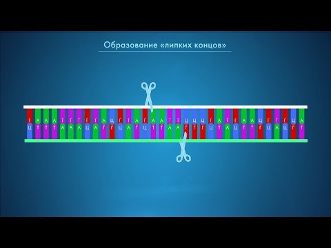 Видео: Могут ли рестрикционные ферменты разрезать РНК?
