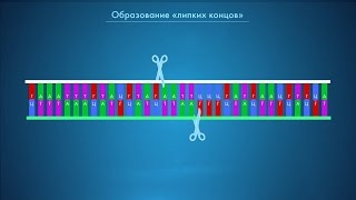 CTRL+V для ДНК: рестрикция и лигирование. Курс 