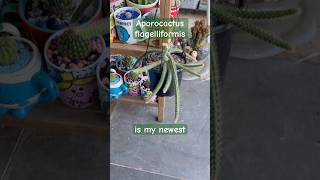 My Rats Tail Cactus 😍🌵 #garden #plants #collection #nature #unique #showcase #cacti #rat #tails