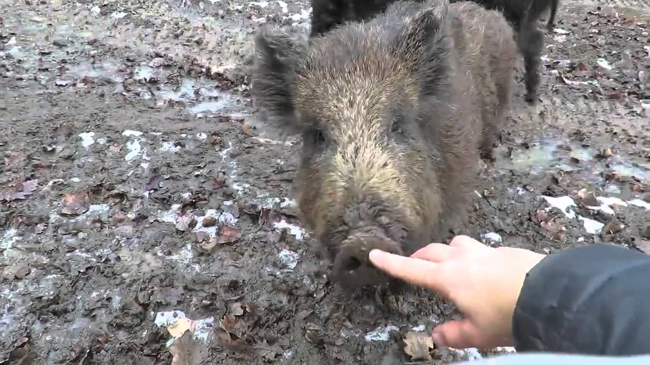 Gatterjagd auf handzahme Wildschweine