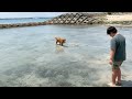 海ではしゃぐ犬！梅雨の晴れ間に泳ぐゴールデンレトリバー。