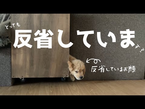 怒られて不貞腐れちゃった赤ちゃんゴールデン