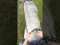 Day 15, Getting the boys in shape - 30 Day riding challenge #shorts #horseriding #equestrian