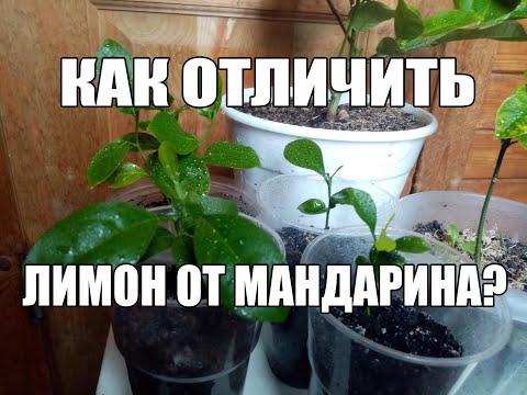 Как отличить росток ( саженец) лимона от мандарина