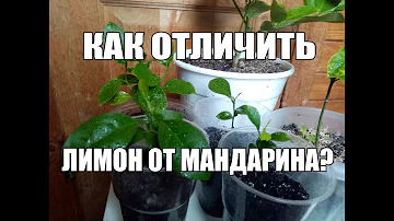 Как отличить росток ( саженец) лимона от мандарина