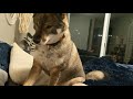 Karelian Bear Dog and Shikoku Cuteness Compilation の動画、YouTube動画。