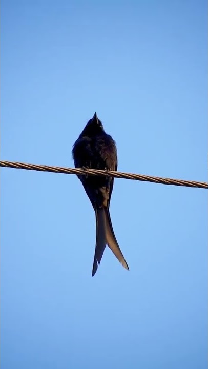 Black Drongo is calling #shorts