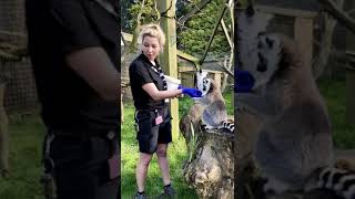 Assistant Head Zoo Keeper Melissa Tate Gives A Ring - Tailed Lemur Talk At Feeding Time