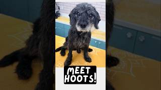 Adopt Hoots at Muttville, San Francisco!