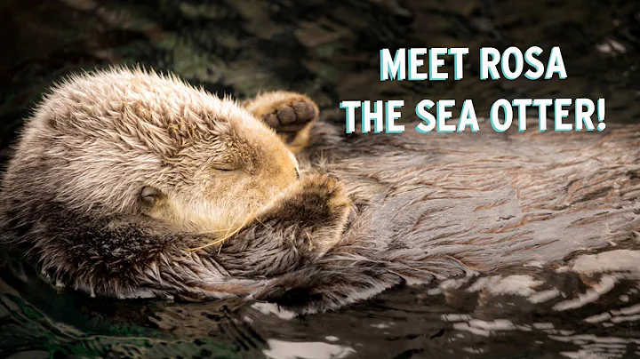 Meet Rosa The Sea Otter! | Monterey Bay Aquarium's...