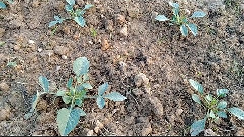 Cắt Ngọn Hoa Thược Dược Cây Nhỏ Nên Cắt Hay Để Lại [Dahlias]