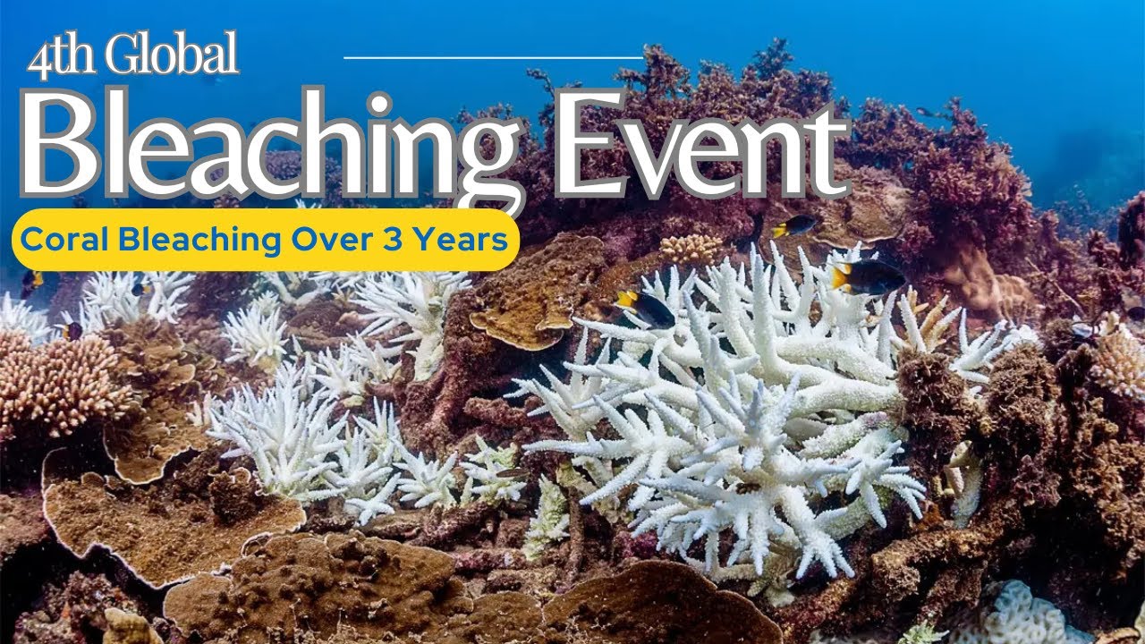 Coral Bleaching Across 82 Countries: Why This Global Event Is the Deadliest Yet