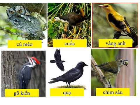 LUYỆN TỪ VÀ CÂU: MỞ RỘNG VỐN TỪ TỪ NGỮ VỀ CHIM CHÓC
