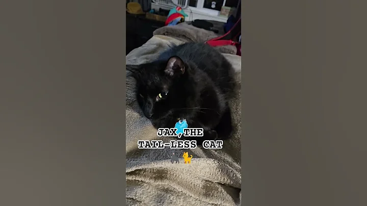 Video 11798091: newborn kittens, cat family, hairless