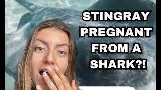 Stingray Pregnant From A Shark?!?!