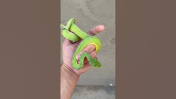 Hard to top a designer Green Tree Python from the Mayor himself, Bill Stegall. 🤝