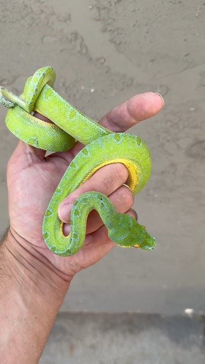 Hard to top a designer Green Tree Python from the Mayor himself, Bill ...