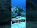 السلاحف البحرية السلاحف البحرية