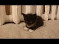  funniest cats and dogss    hilarious animal compilation 184