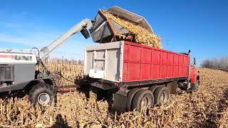 dannys picking corn with a 1996 UNI