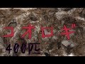 【閲覧注意】コオロギ400匹ストックしてみた　恐怖で失神寸前！？