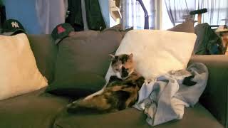 Calico Baby Doing Funny Cat Stuff Panther Buddy Purring & Eats Phone Silly Funny Cats #cat