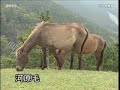御崎馬-都井岬の野生馬-