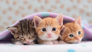 видео: Успокаивающее фортепиано для вас и вашей кошки, снятие стресса 😽🎵 12 часов музыки, которая нравит... картинка: Успокаивающее фортепиано для вас и вашей кошки, снятие стресса 😽🎵 12 часов музыки, которая нравит...