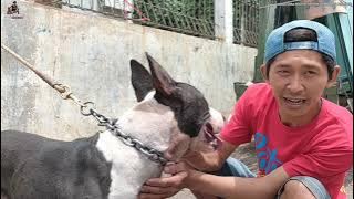 GIANT SIZED PITBULL CROSSBREED DOG FOR WILD BOAR HUNTER!!!!