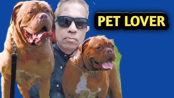 Labrador Puppy Learning and Performing Training Commands Compilation | Hindi