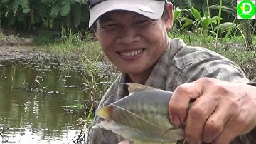 170  Trải Nghiệm Giăng Lưới Bắt Cá - Cá Sặc Rằn | Đất Phương Nam