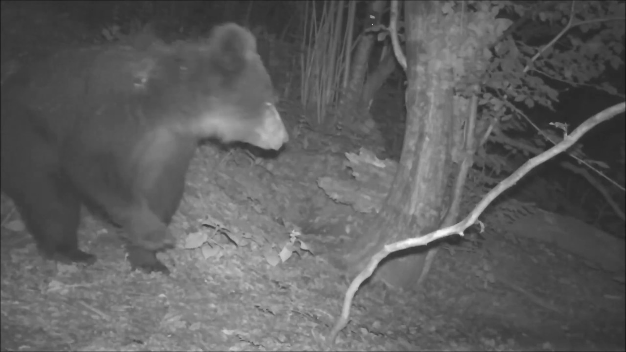 Bear chases Eurasian lynx from deer carcass in Slovenia