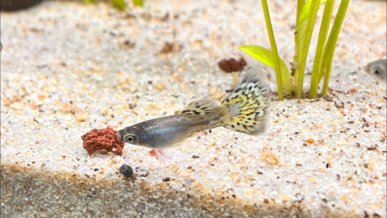 İÇ PARAZİT HASTALIĞI TEDAVİSİ \ TÜM TEDAVİ YÖNTEMLERİ #vlog 20