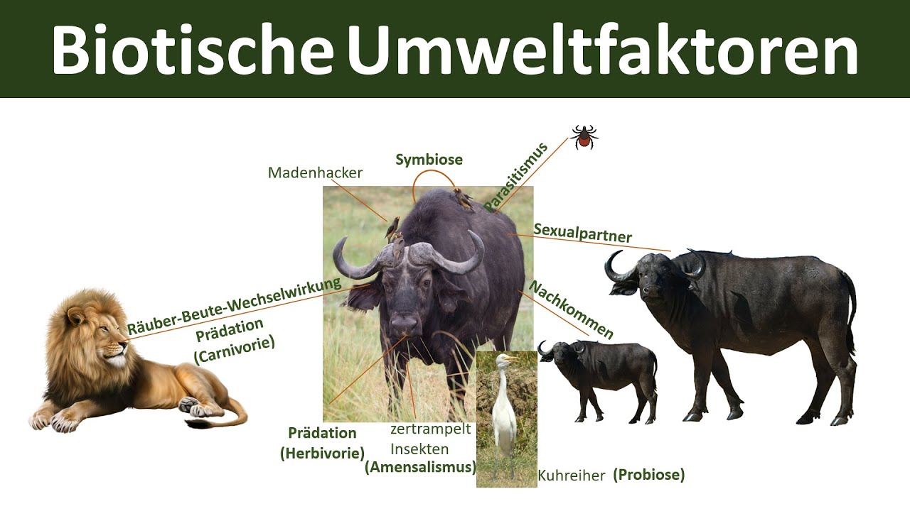 Intra Und Interspezifische Konkurrenz Biotische Umweltfaktoren [interspezifisch & intraspezifisch