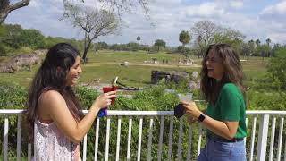 NEW! Giraffe Bar | Busch Gardens Tampa Bay