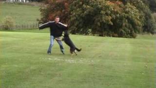 K9 Xena - KNPV style bite training