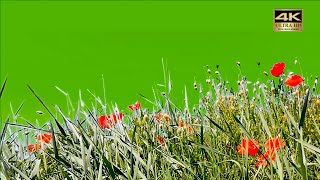 flower grass  green screen 4k free download jpg