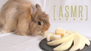 歯ごたえ抜群カチカチの洋ナシをシャクシャク食べるうさぎの咀嚼音ASMR No.291
