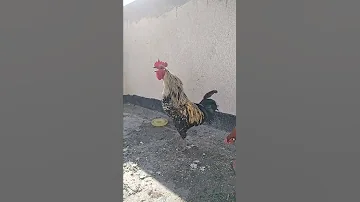 اجمل صوت ديك عرب لاتنسى الاشتراك بالقناة ليصلك كل جديد 