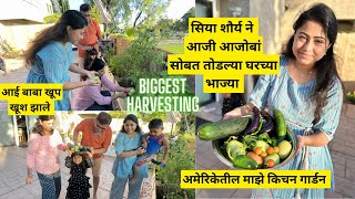 अमेरिकेतील माझे किचन गार्डन | आजी आजोबां सोबत तोडल्या भाज्या | vegetable harvesting | मराठी vlog